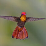 Ruby Topaz (image by Pete Morris)