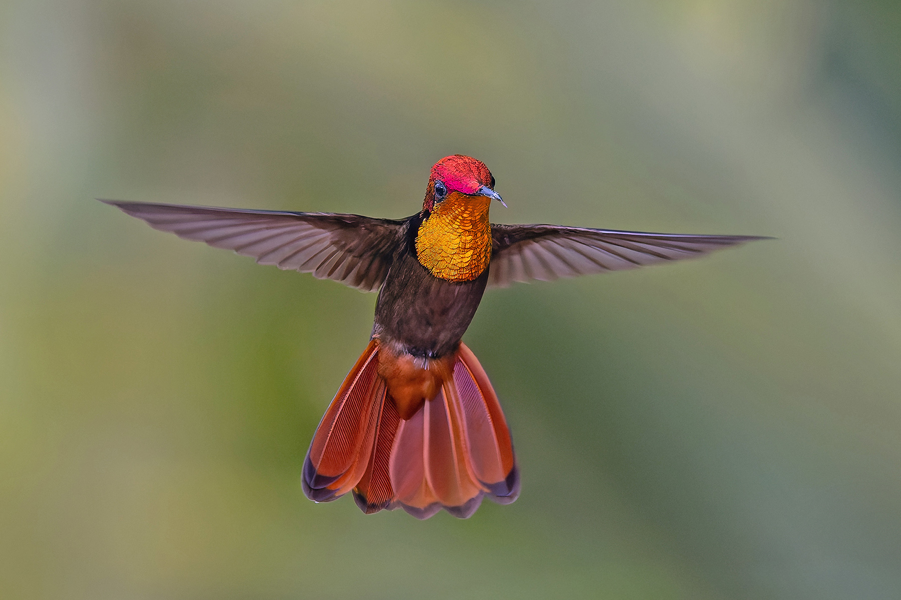 Ruby Topaz (image by Pete Morris)