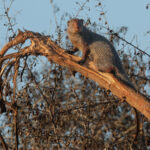 Ruddy Mongoose (image by Vincent van der Spek)