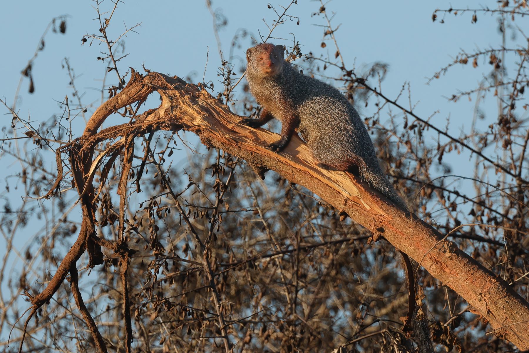 Ruddy Mongoose (image by Vincent van der Spek)