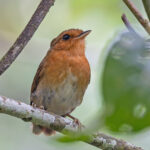 Rufous Gnateater (image by Pete Morris)
