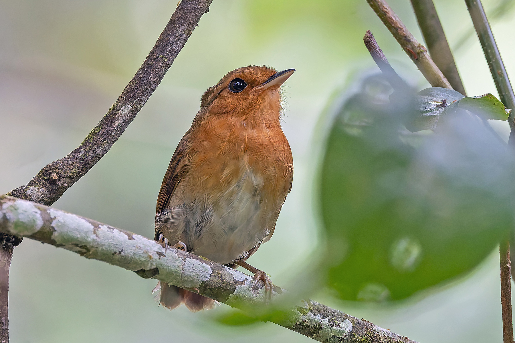 Rufous Gnateater (image by Pete Morris)