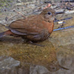 Rufous-breasted Leaftosser (image by Pete Morris)