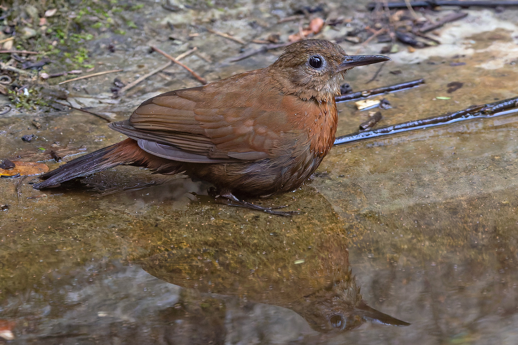 Rufous-breasted Leaftosser (image by Pete Morris)