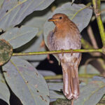 Rufous-brown Solitaire (image by Pete Morris)