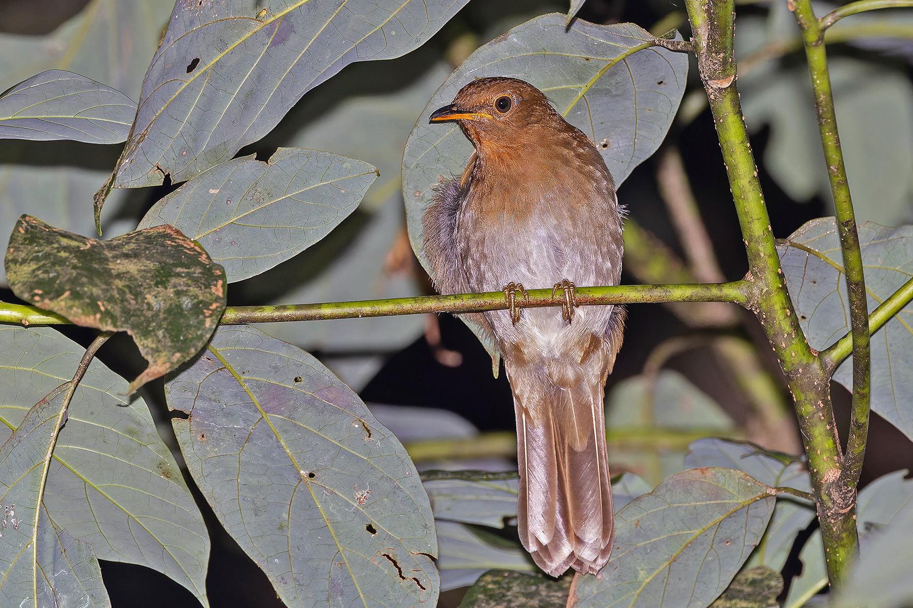 Rufous-brown Solitaire (image by Pete Morris)