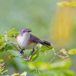 Rufous-sided Gerygone (Kalaotoa) (image by Pete Morris)