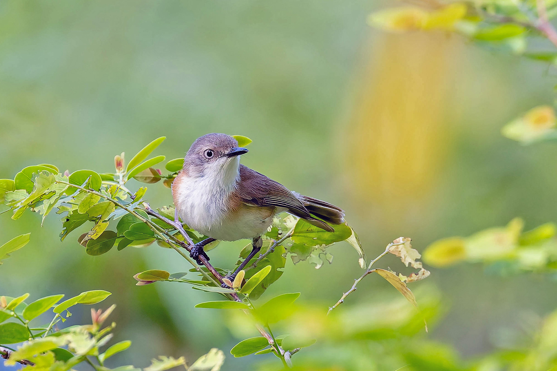 Rufous-sided Gerygone (Kalaotoa) (image by Pete Morris)