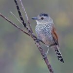 Rufous-winged Antshrike (image by Pete Morris)