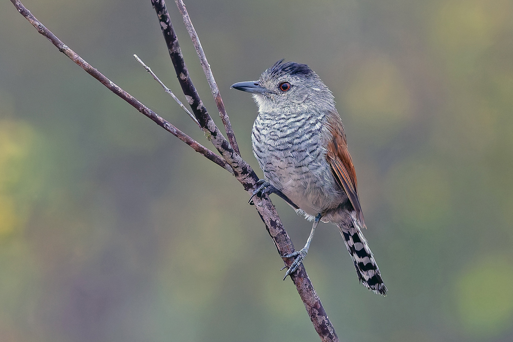 Rufous-winged Antshrike (image by Pete Morris)