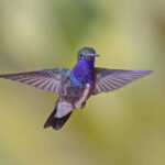 Sapphire-spangled Emerald (image by Pete Morris)
