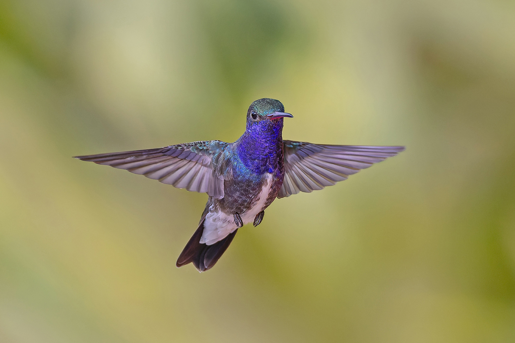 Sapphire-spangled Emerald (image by Pete Morris)