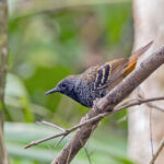 Scalloped Antbird (image by Pete Morris)