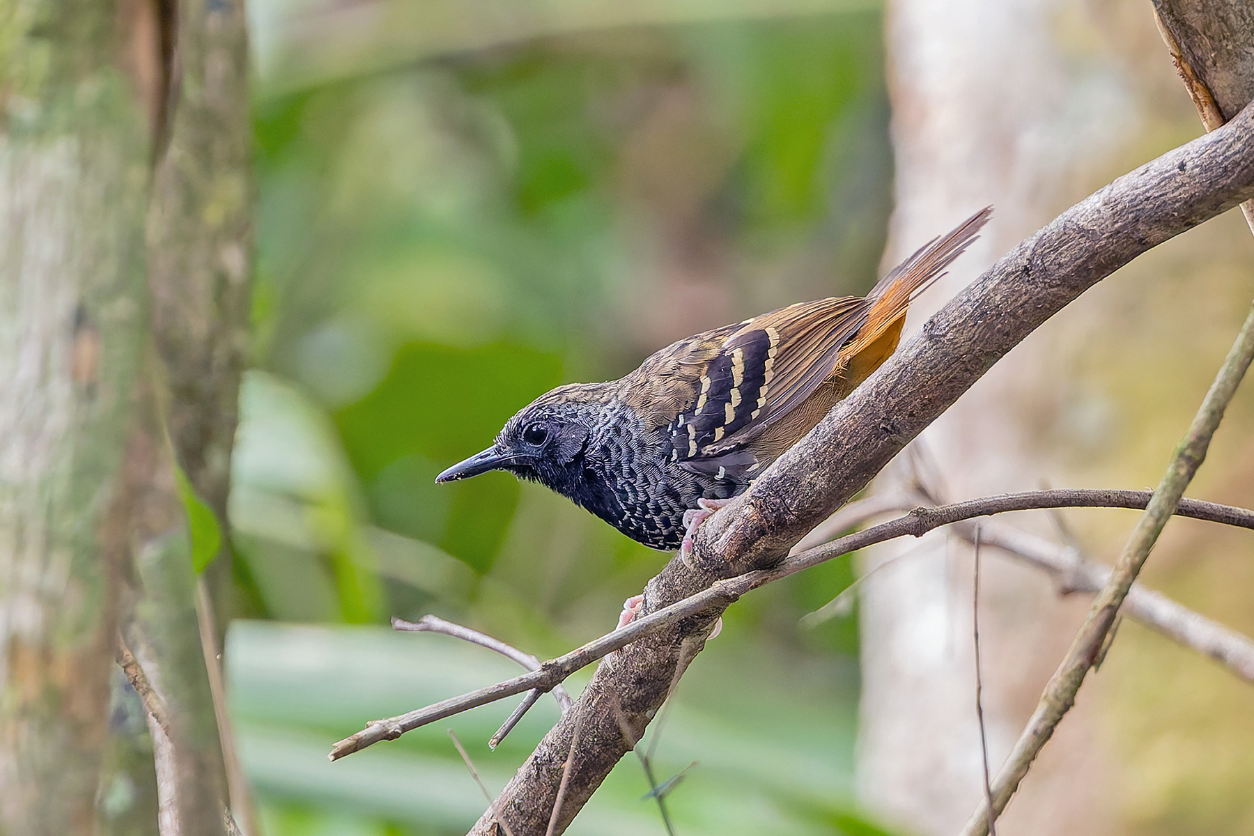 Scalloped Antbird (image by Pete Morris)