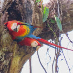 Scarlet Macaws (image by Keith Betton)