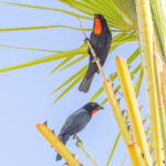Scarlet-throated Tanager (image by Pete Morris)