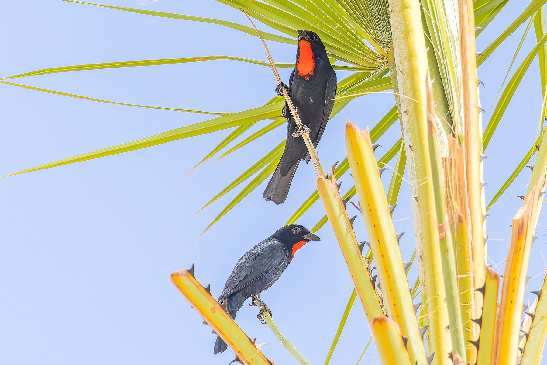 Scarlet-throated Tanager (image by Pete Morris)