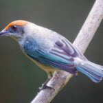 Scrub Tanager (image by Oliver Slessor)