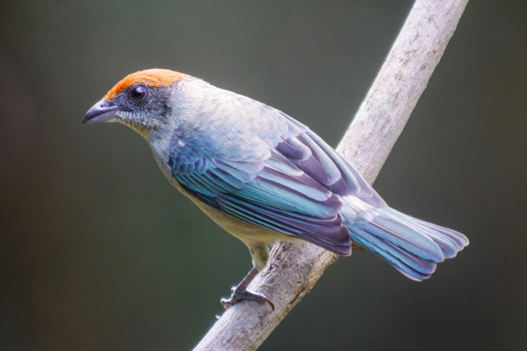 Scrub Tanager (image by Oliver Slessor)