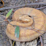 Seram Death Adder (image by Pete Morris)
