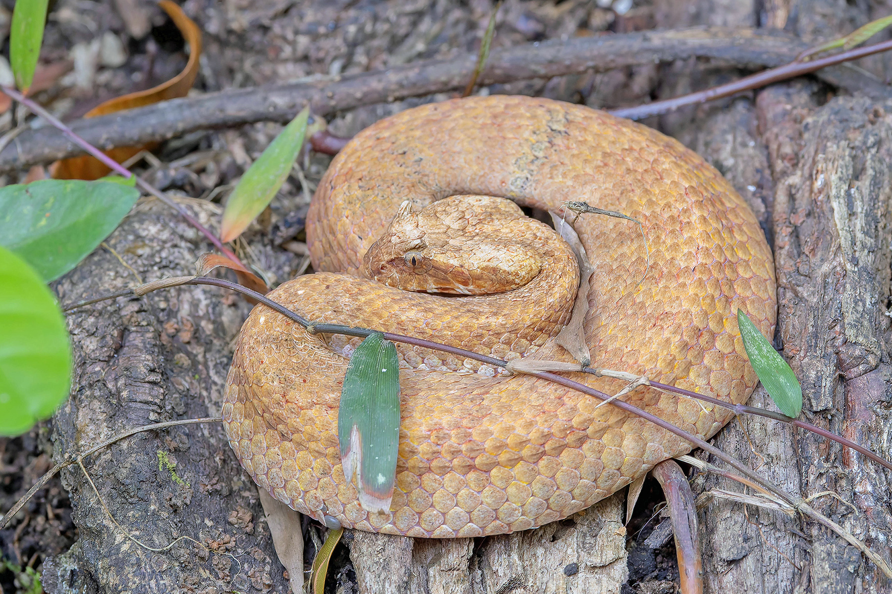 Seram Death Adder (image by Pete Morris)