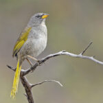Serra Finch (image by Pete Morris)