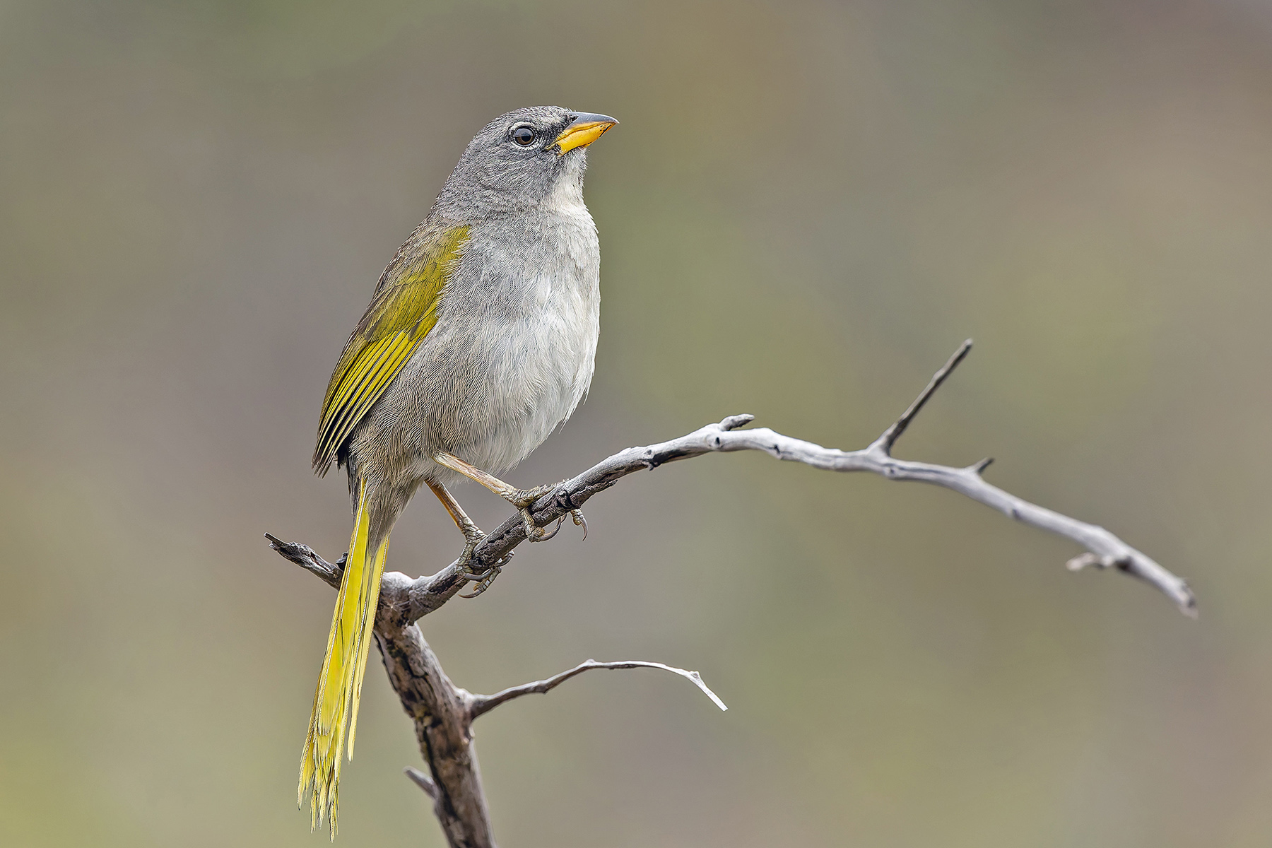 Serra Finch (image by Pete Morris)