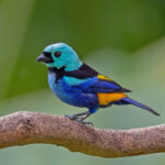 Seven-colored Tanager (image by Pete Morris)