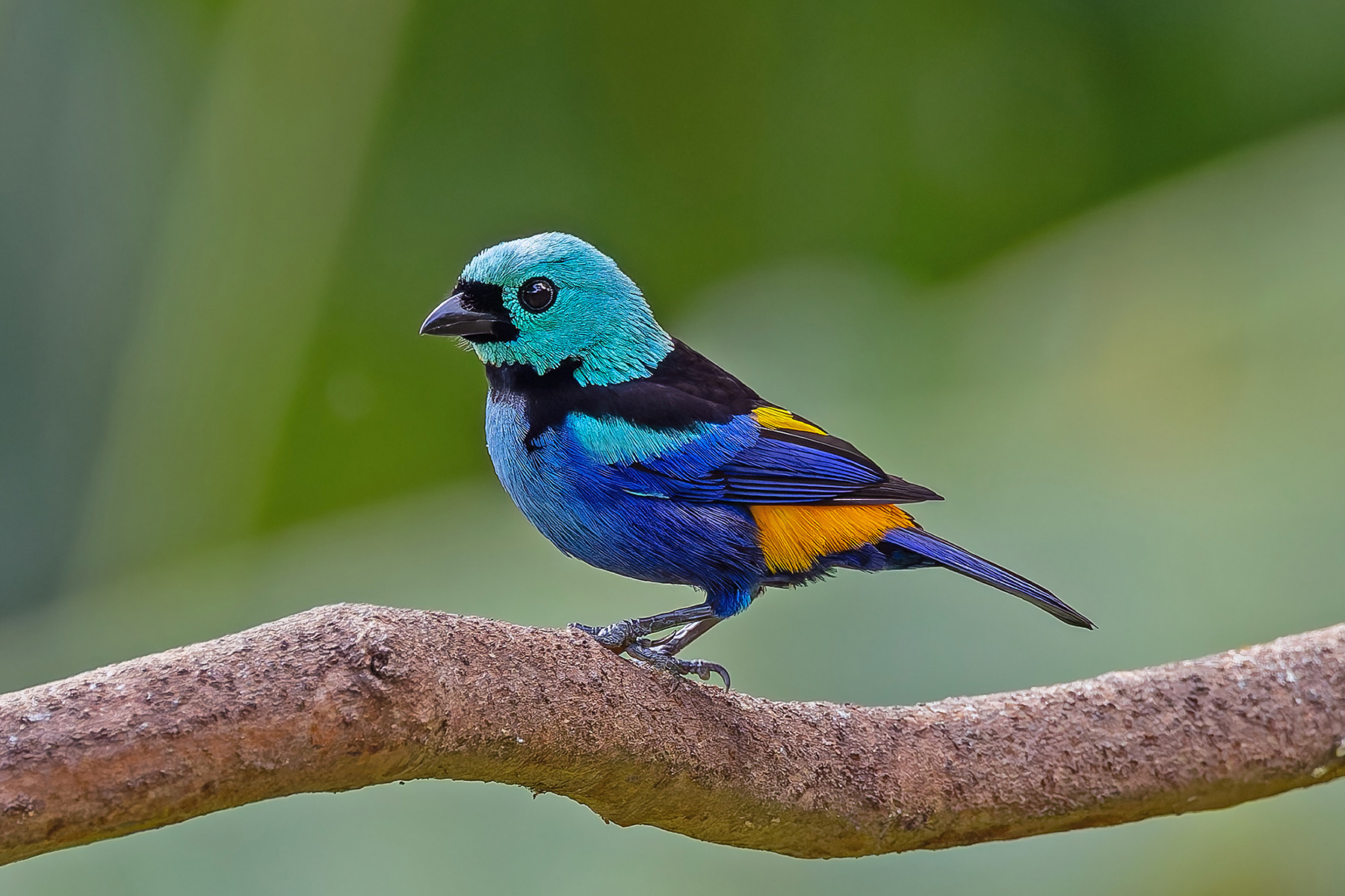 Seven-colored Tanager (image by Pete Morris)