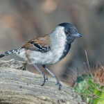 Silvery-cheeked Antshrike (image by Pete Morris)