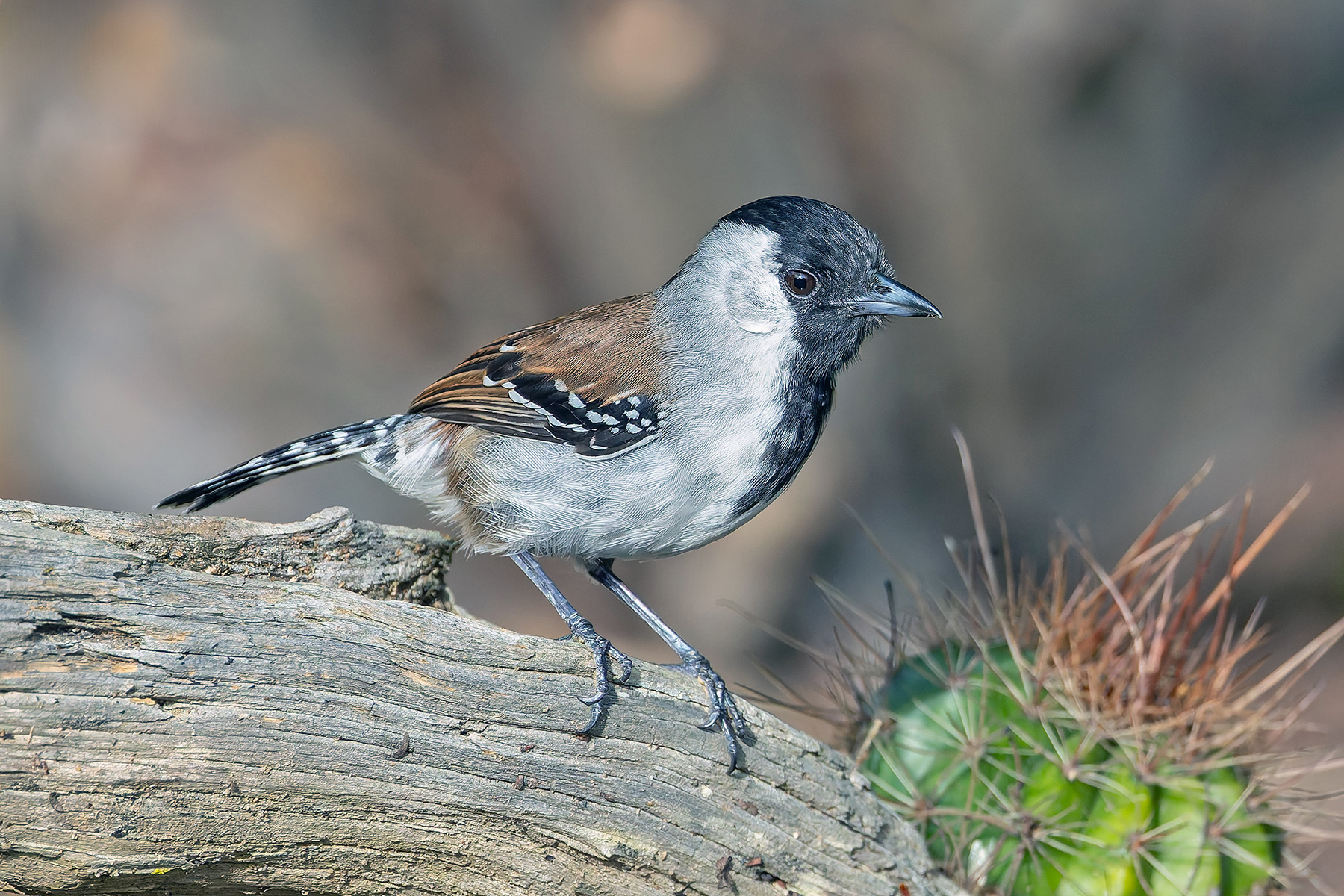 Silvery-cheeked Antshrike (image by Pete Morris)