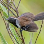 Sincora Antwren (image by Pete Morris)