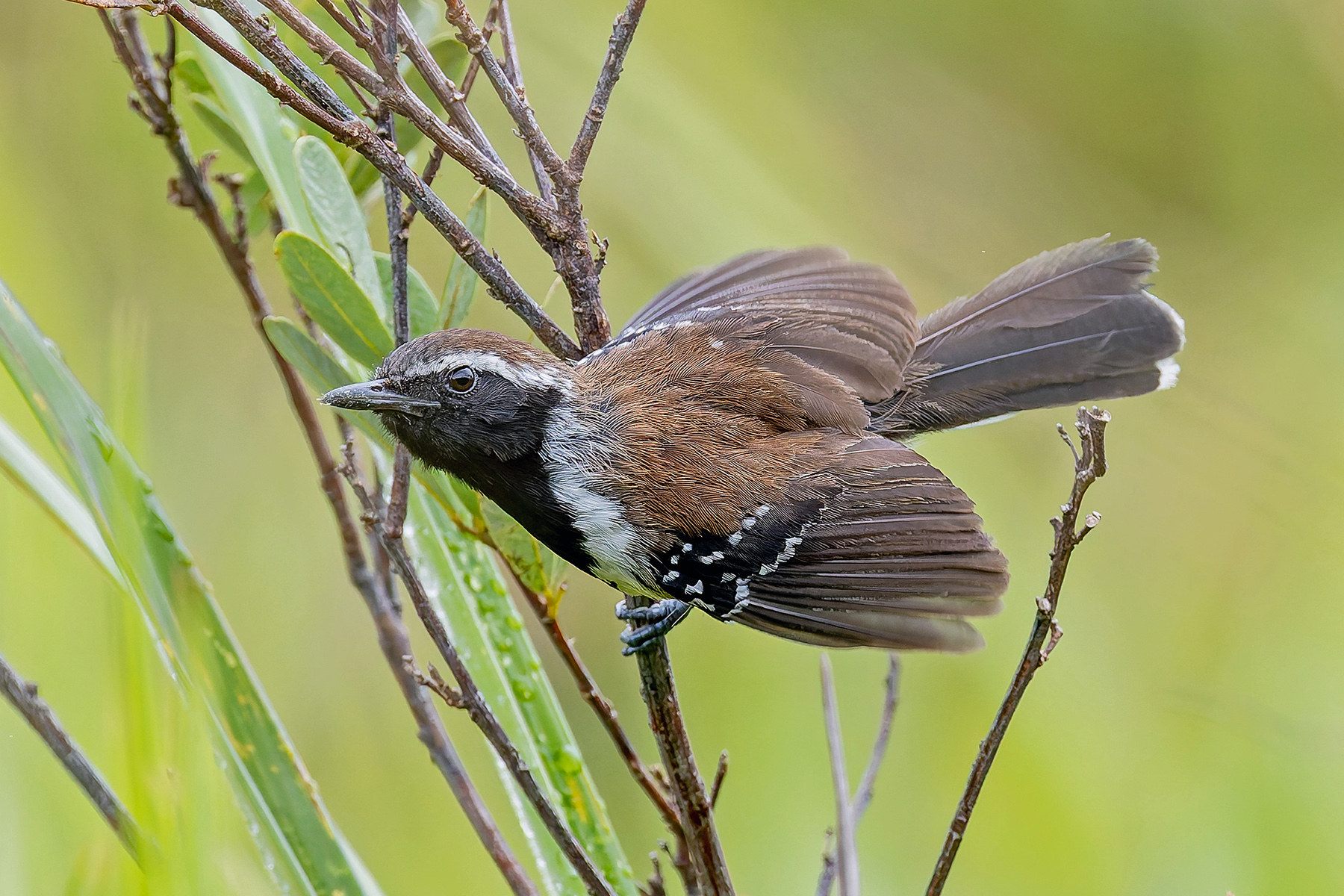 Sincora Antwren (image by Pete Morris)