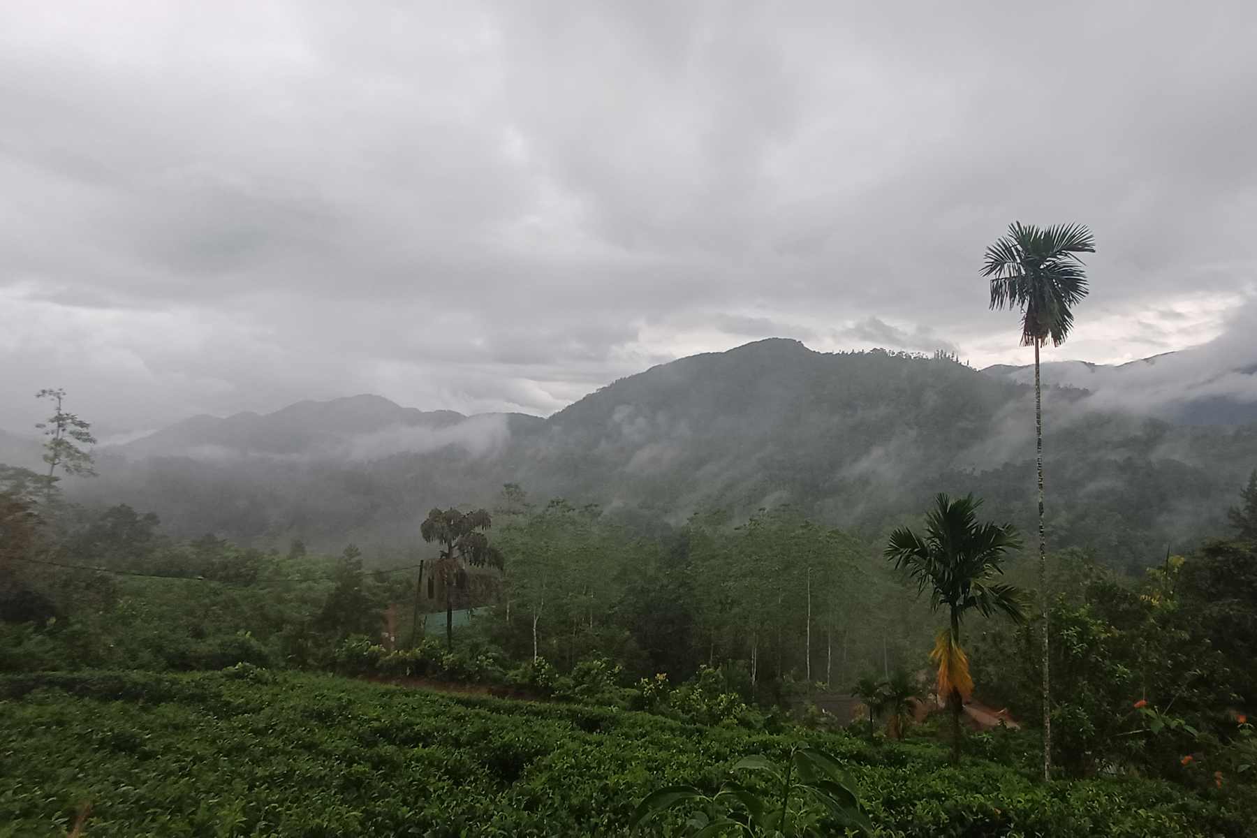 Sinharaja NP (image by Vincent van der Spek)