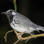 Slaty-backed Thrush (image by Pete Morris)