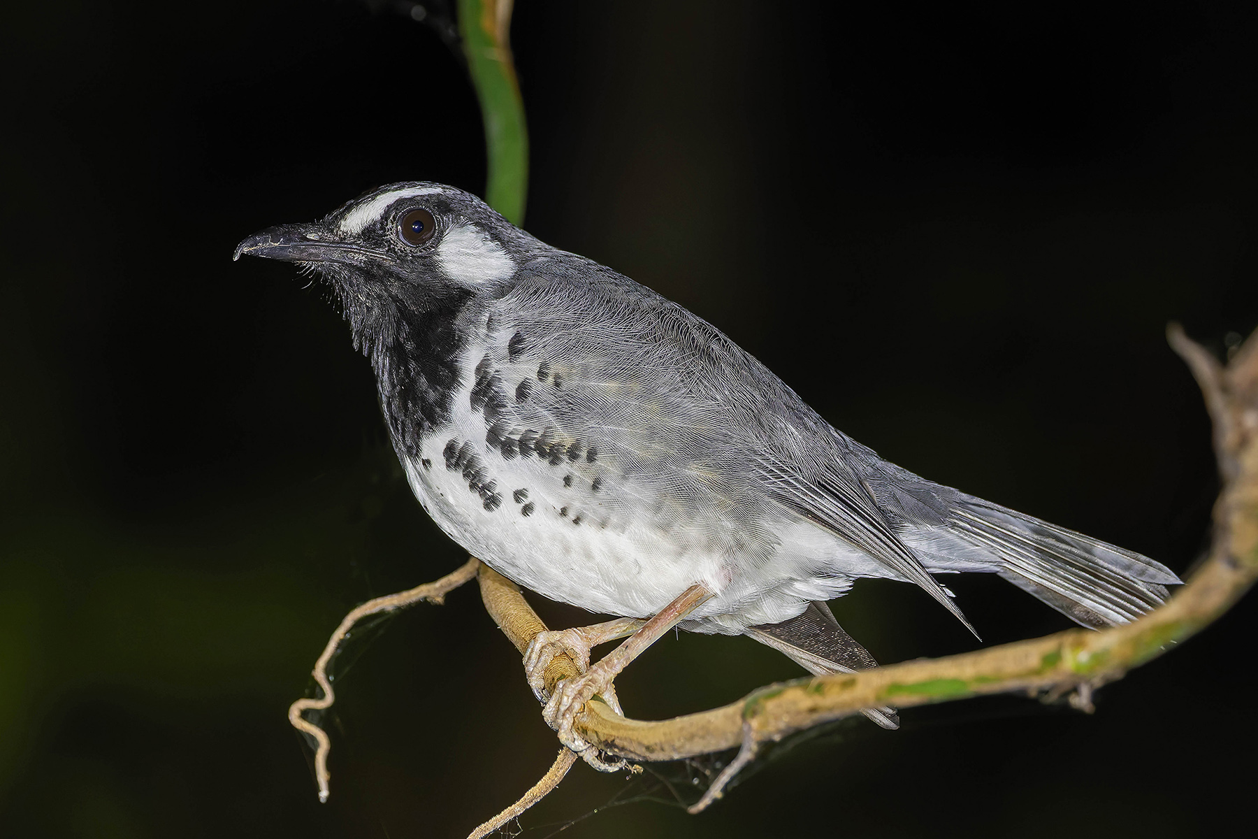 Slaty-backed Thrush (image by Pete Morris)