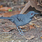 Slender Antbird (image by Pete Morris)