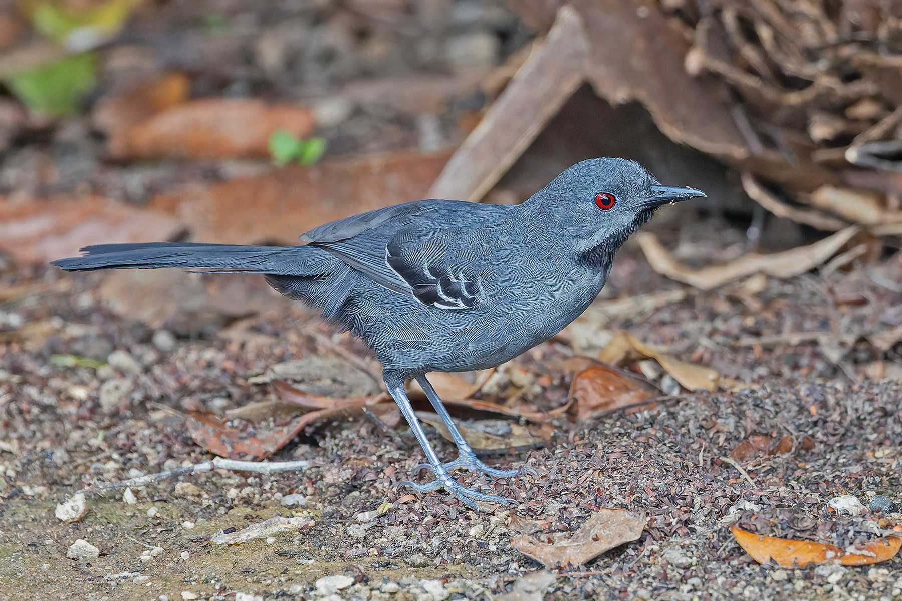 Slender Antbird (image by Pete Morris)
