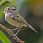 Smoky-fronted Tody-Flycatcher (image by Pete Morris)
