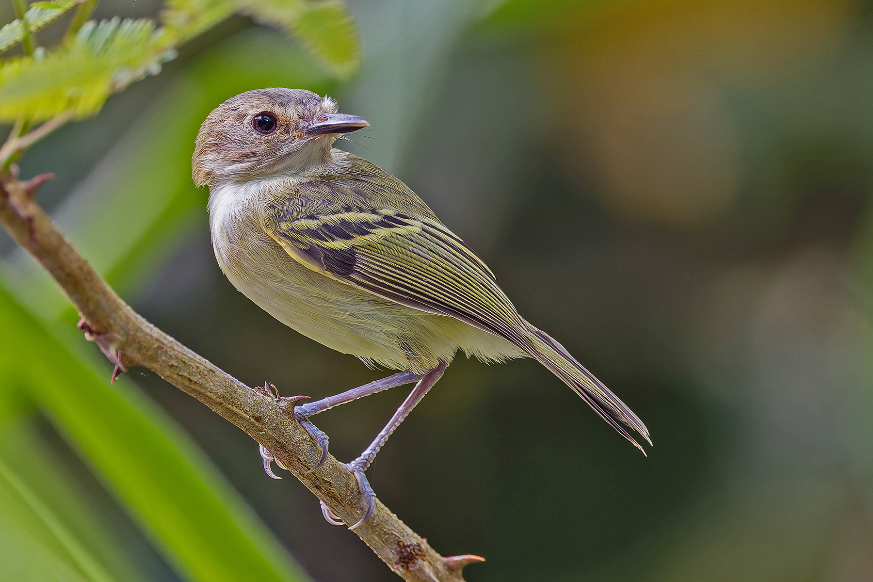 Smoky-fronted Tody-Flycatcher (image by Pete Morris)