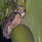 Spectacled Owl (image by Pete Morris)