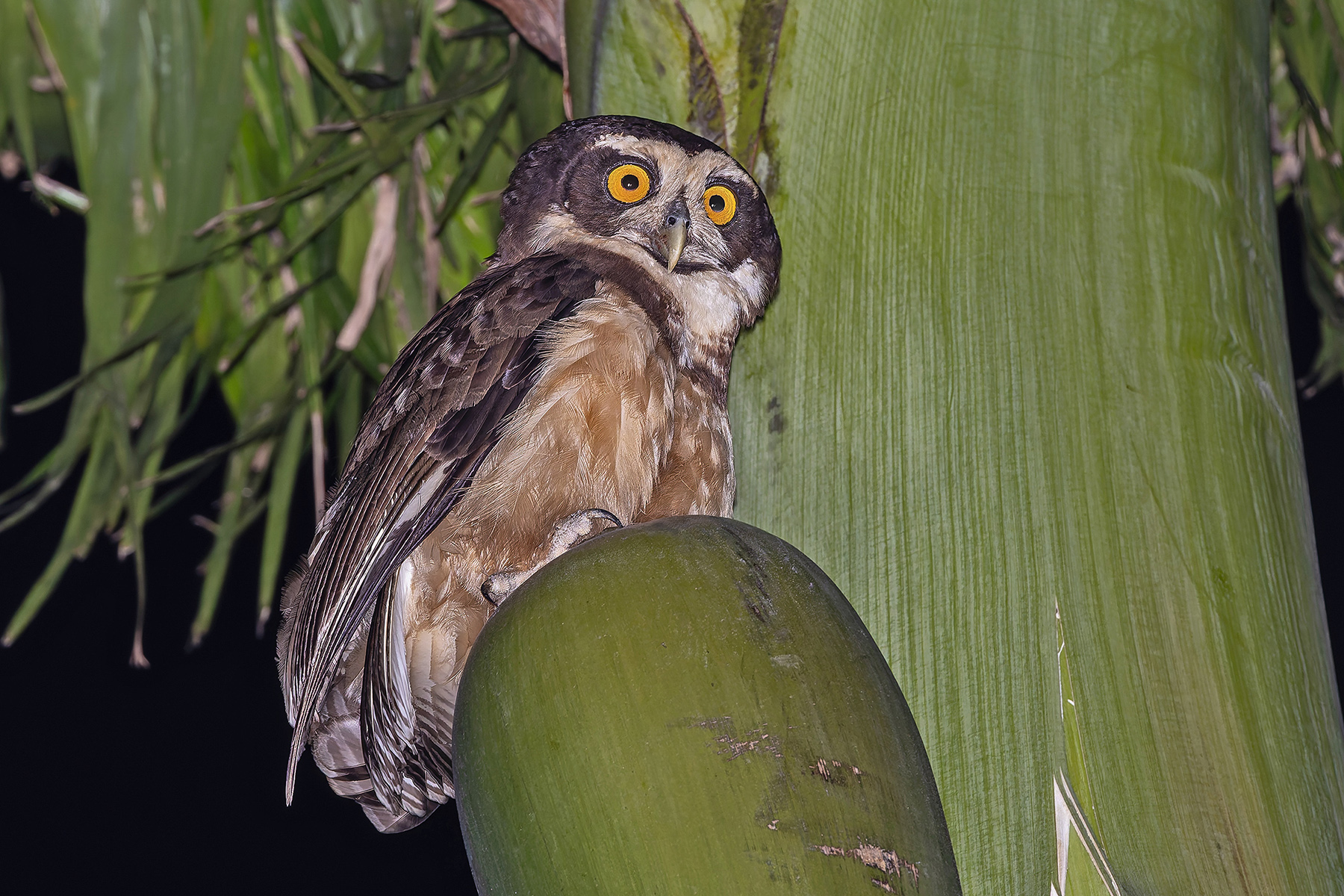 Spectacled Owl (image by Pete Morris)