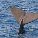 Sperm Whale (image by Pete Morris)