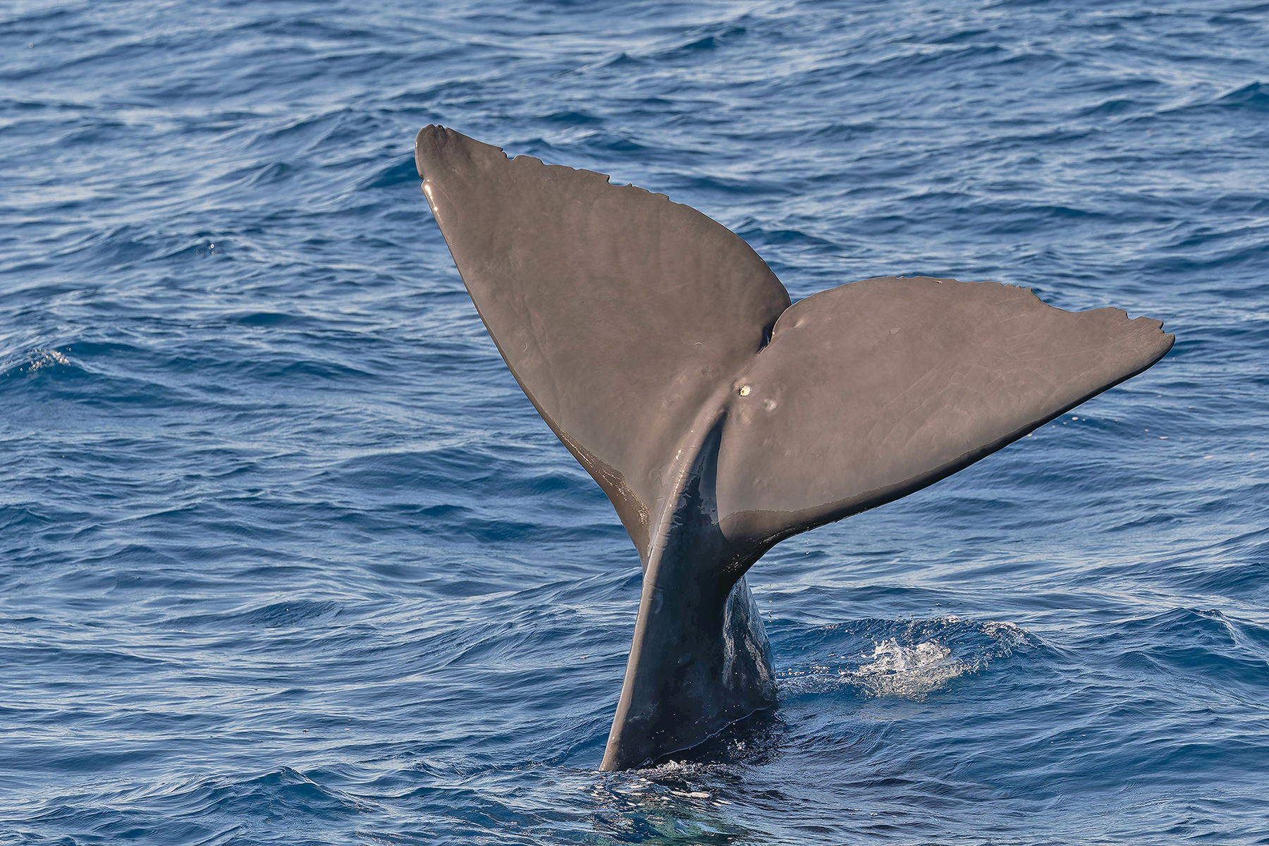 Sperm Whale (image by Pete Morris)