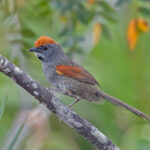 Spix's Spinetail (image by Pete Morris)