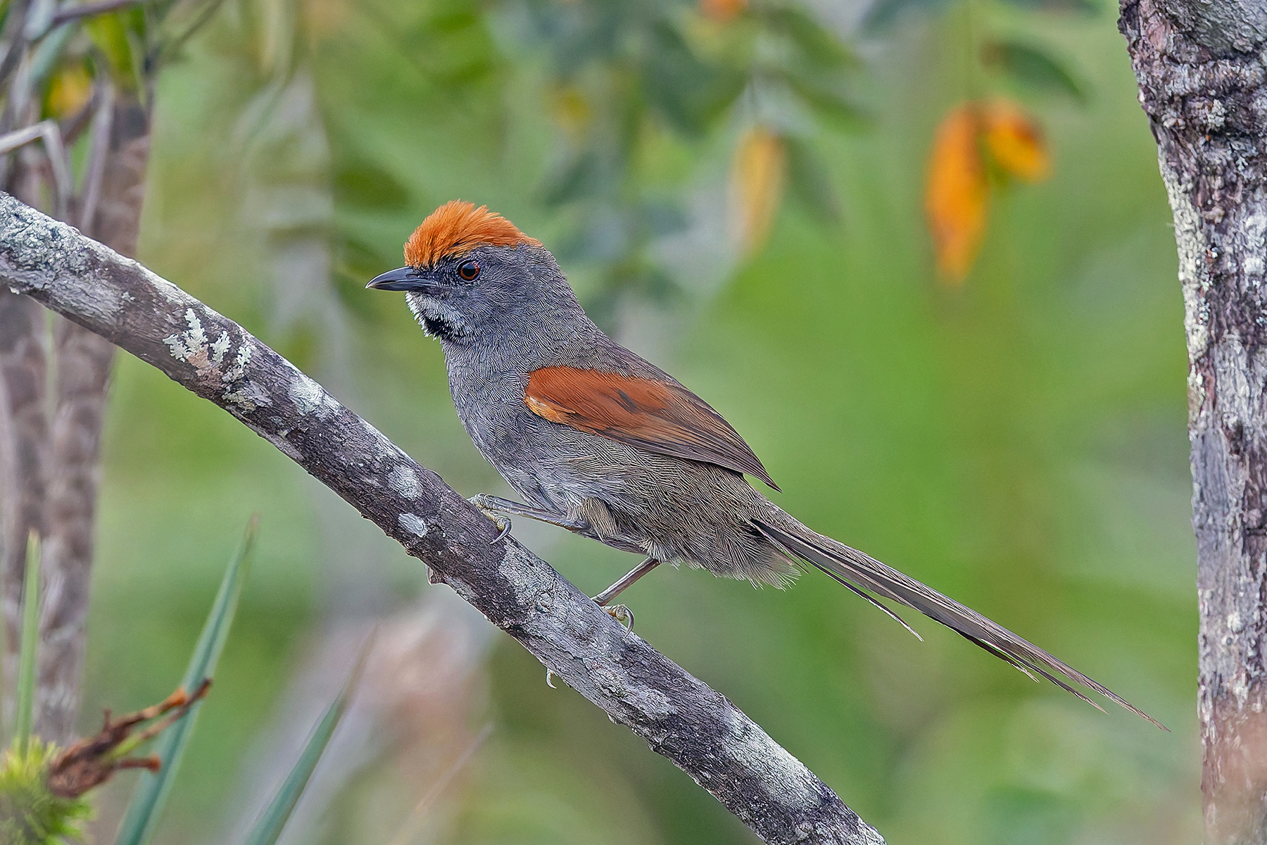 Spix's Spinetail (image by Pete Morris)