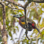 Spot-billed Toucanet (image by Pete Morris)