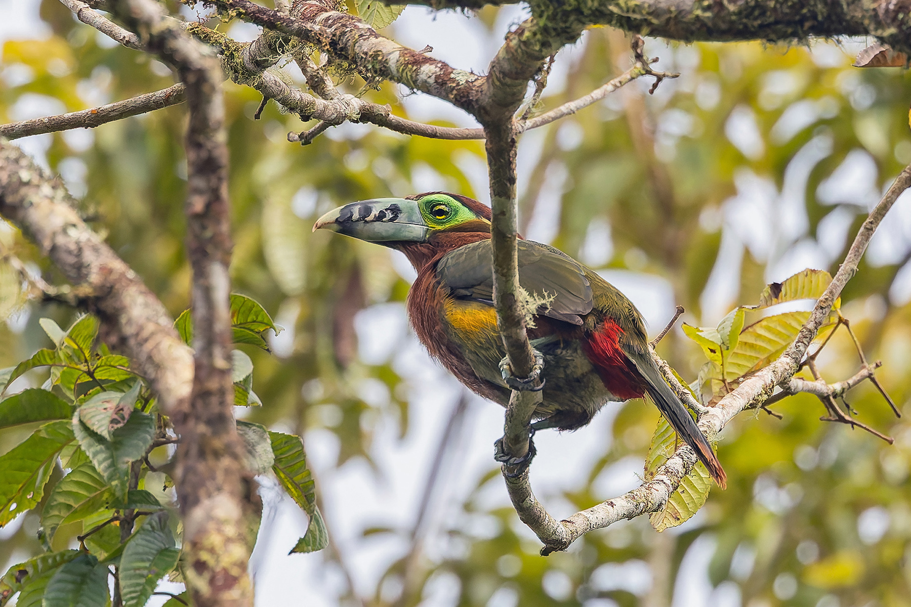 Spot-billed Toucanet (image by Pete Morris)