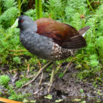 Spot-flanked Gallinule (image by Keith Betton)
