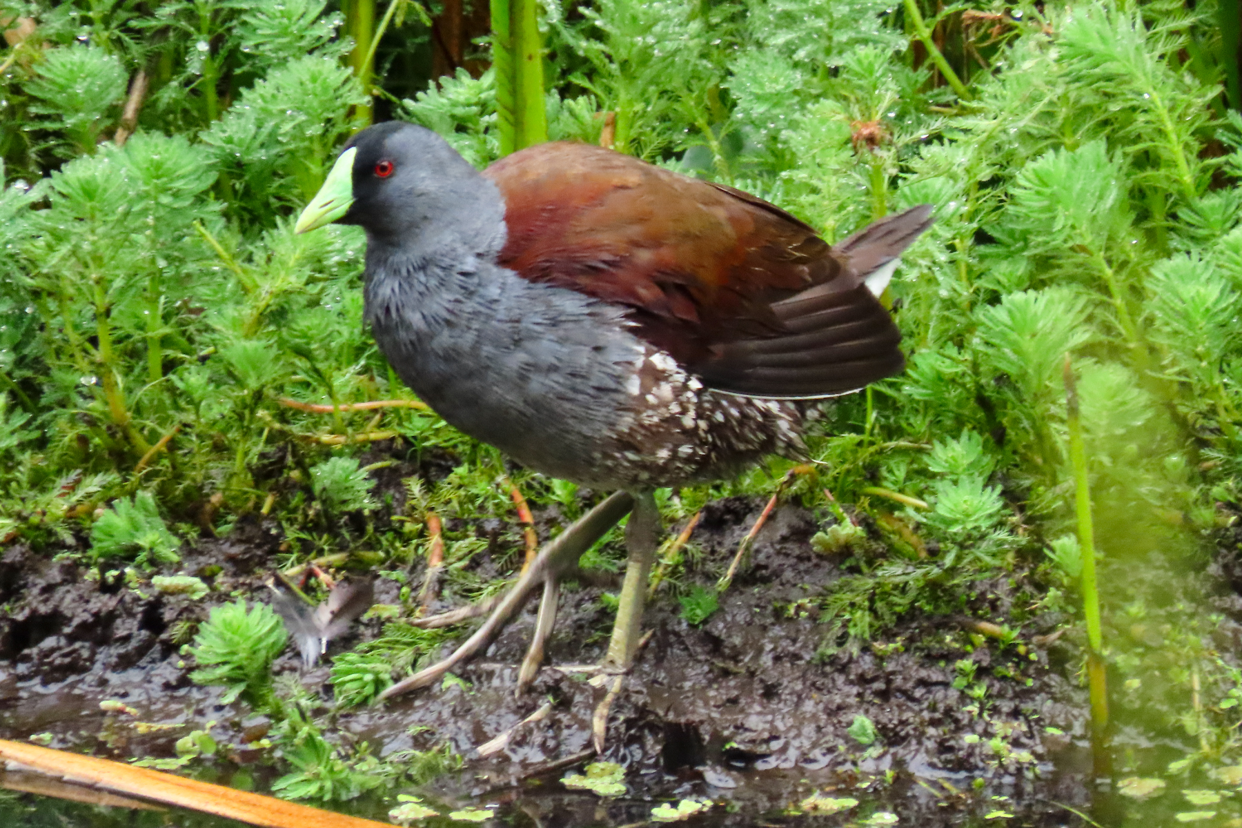 Spot-flanked Gallinule (image by Keith Betton)